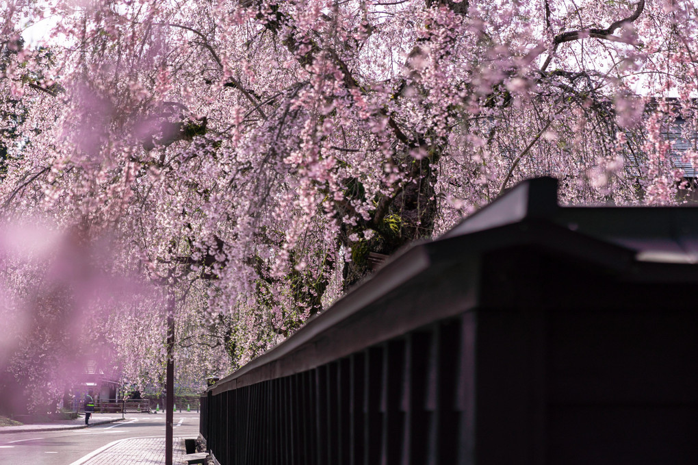 角館 武衛屋敷通りの桜