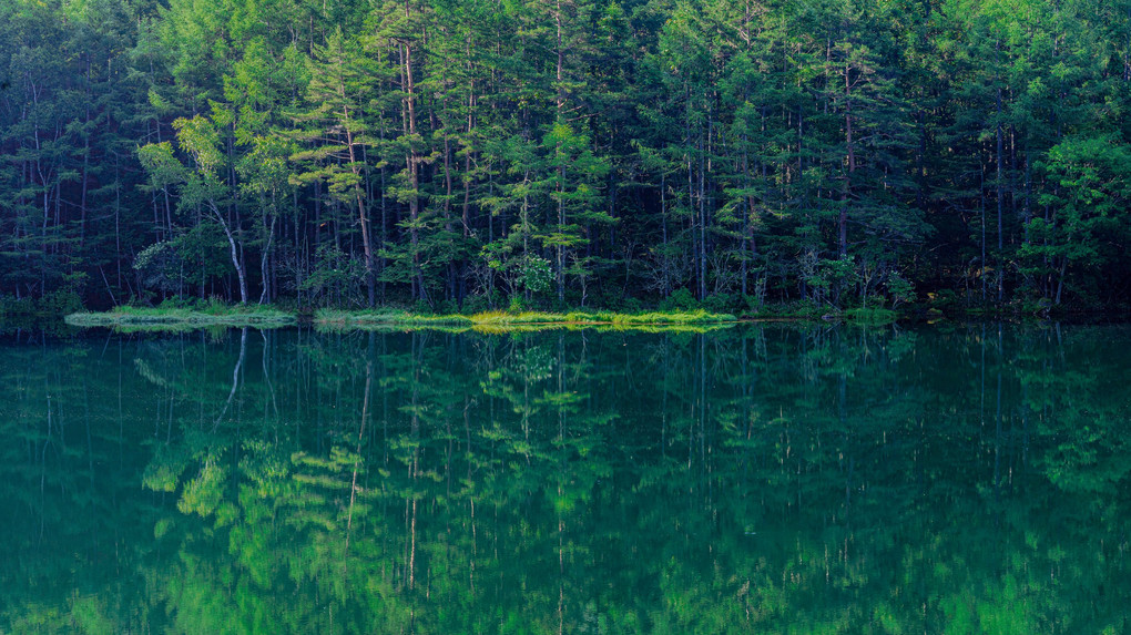 青葉映える池