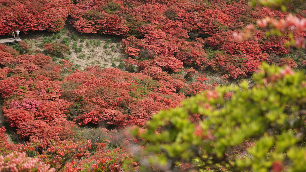 葛城山