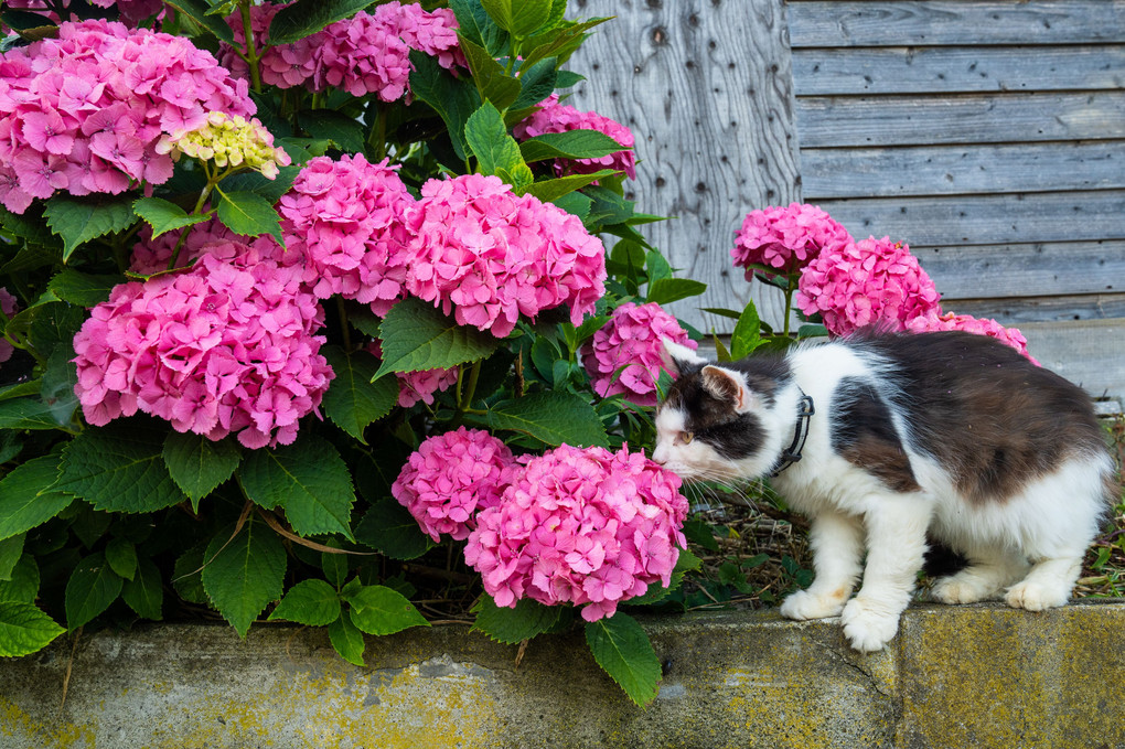 梅雨の花想い