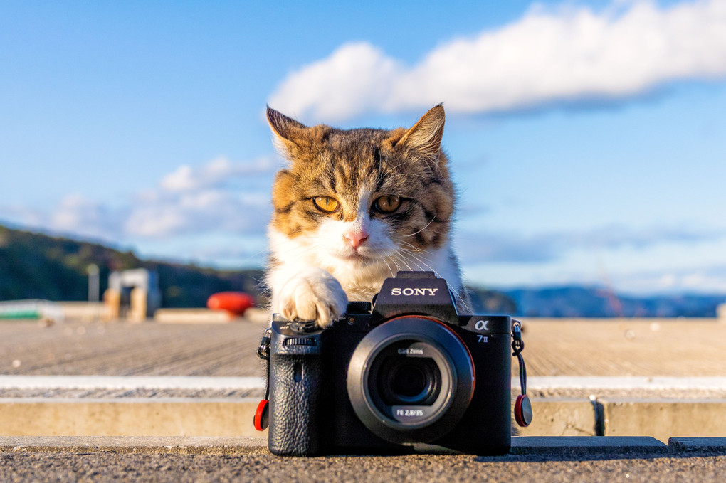 ネコ写真家、見参！！