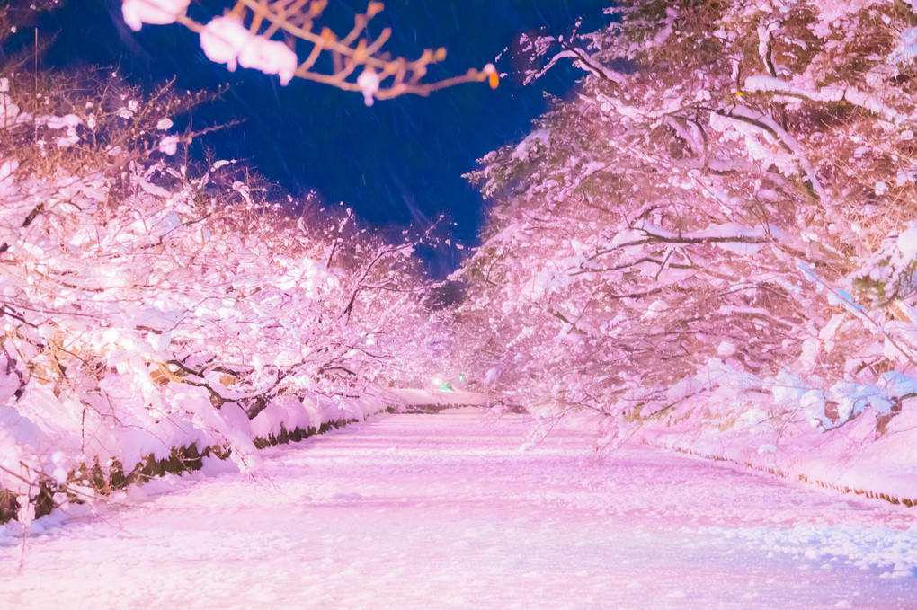 冬に咲くサクラ＠弘前公園