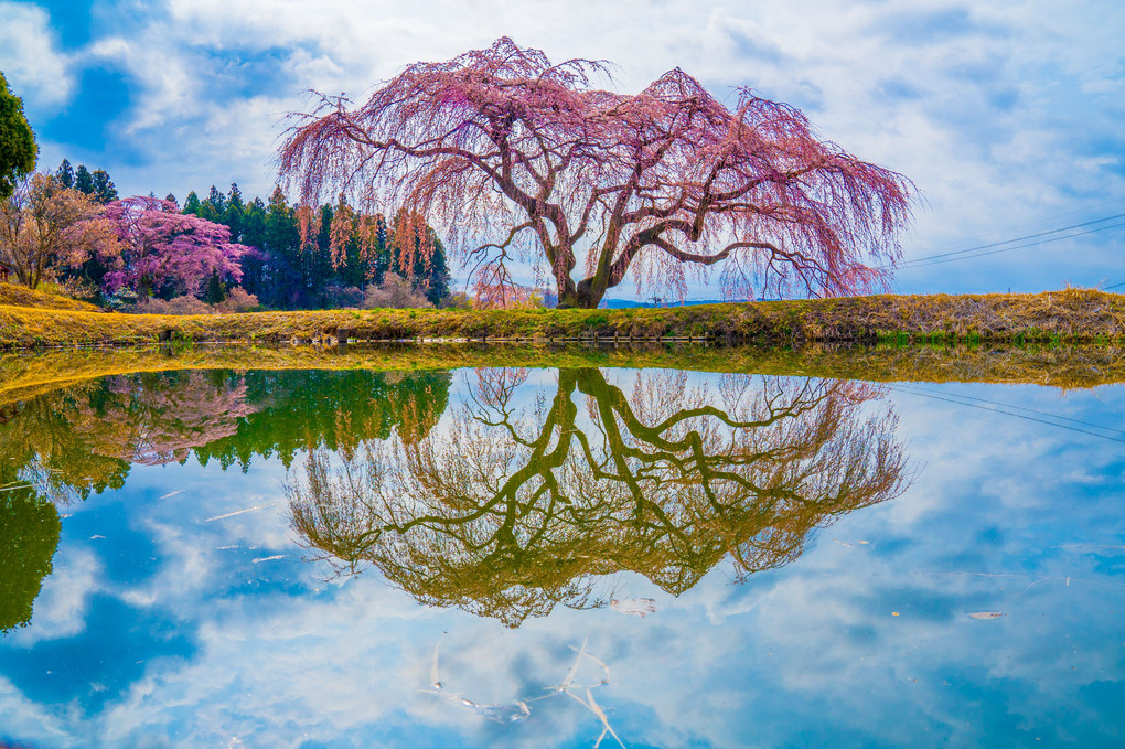 桜：ウユニ塩湖