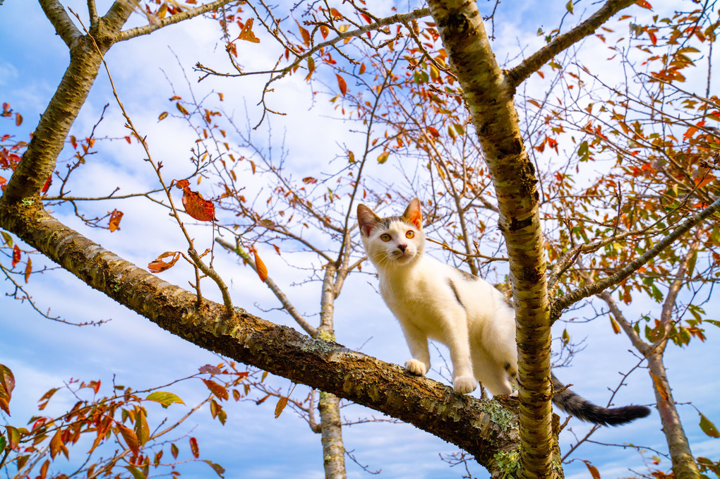 猫に紅葉