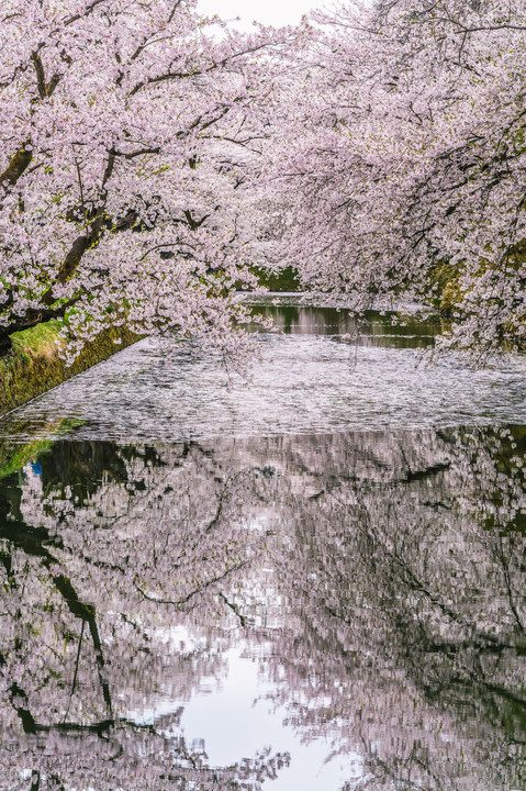 桜ひらひら