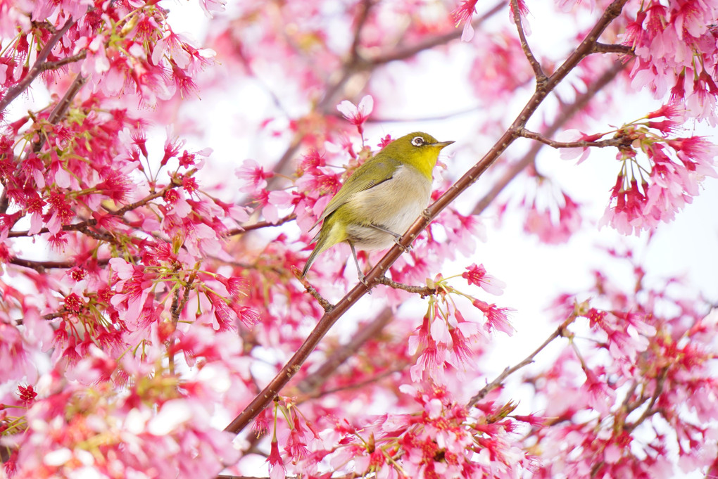 おかめ桜とメジロⅩ