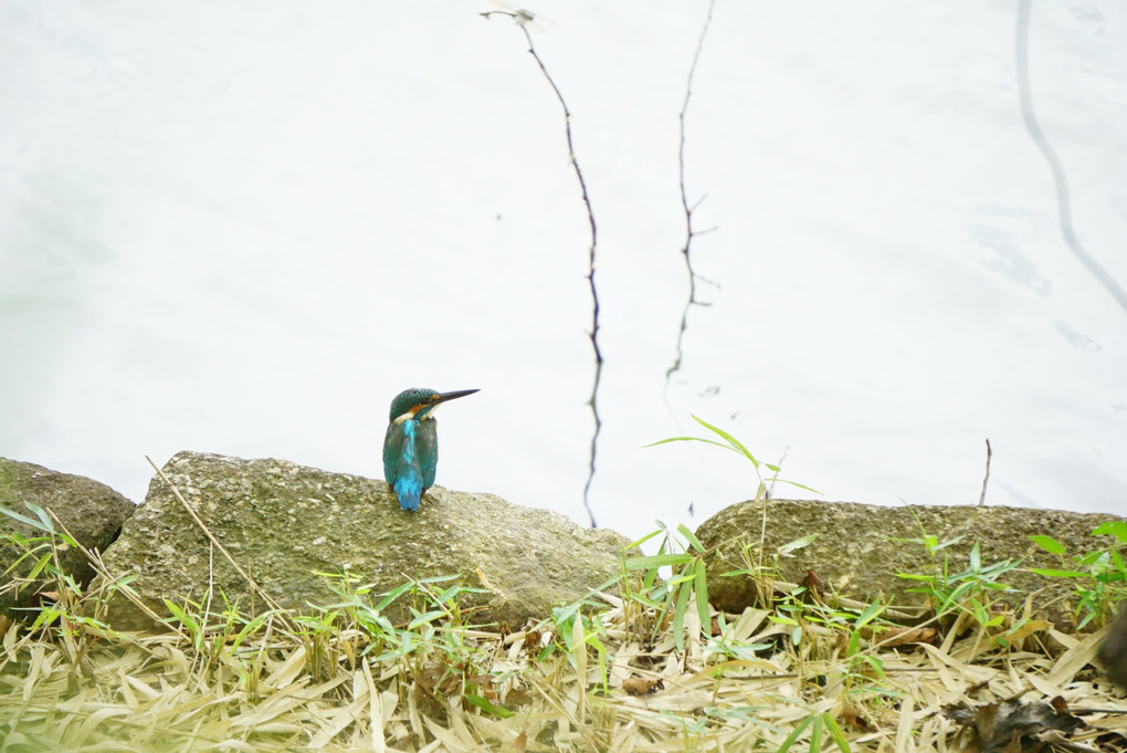 秋めいてカワセミ