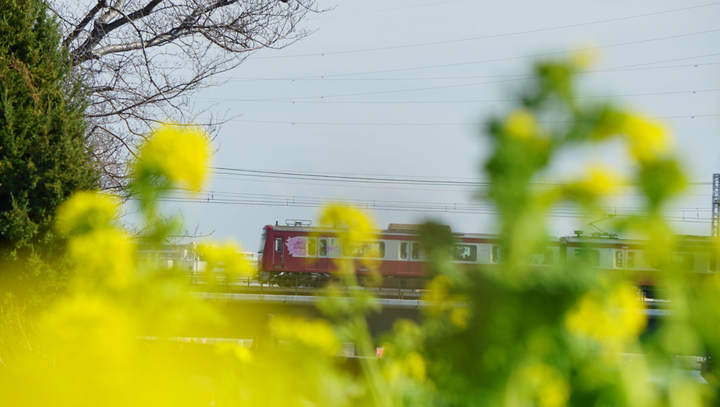 菜の花と京急電車