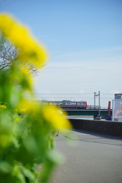 菜の花と京急電車