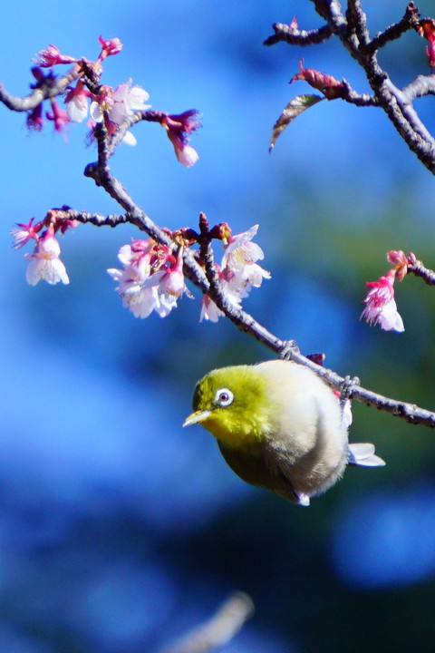 メジロと寒桜Ⅲ