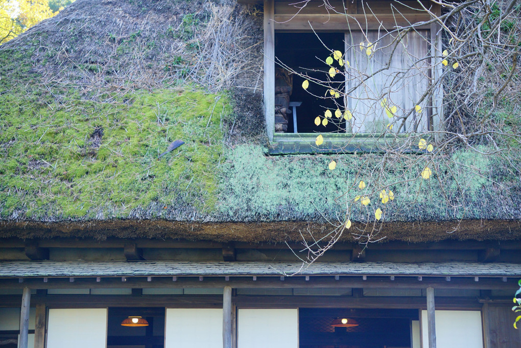 古窓と黄葉