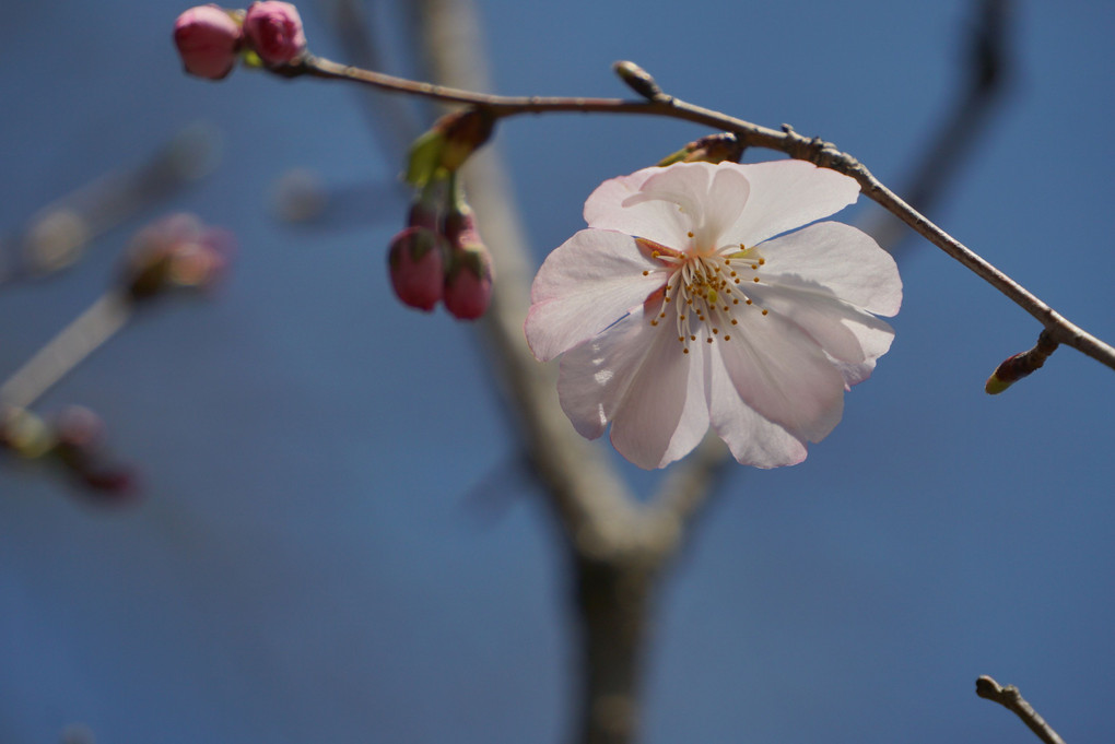 アーコレード桜