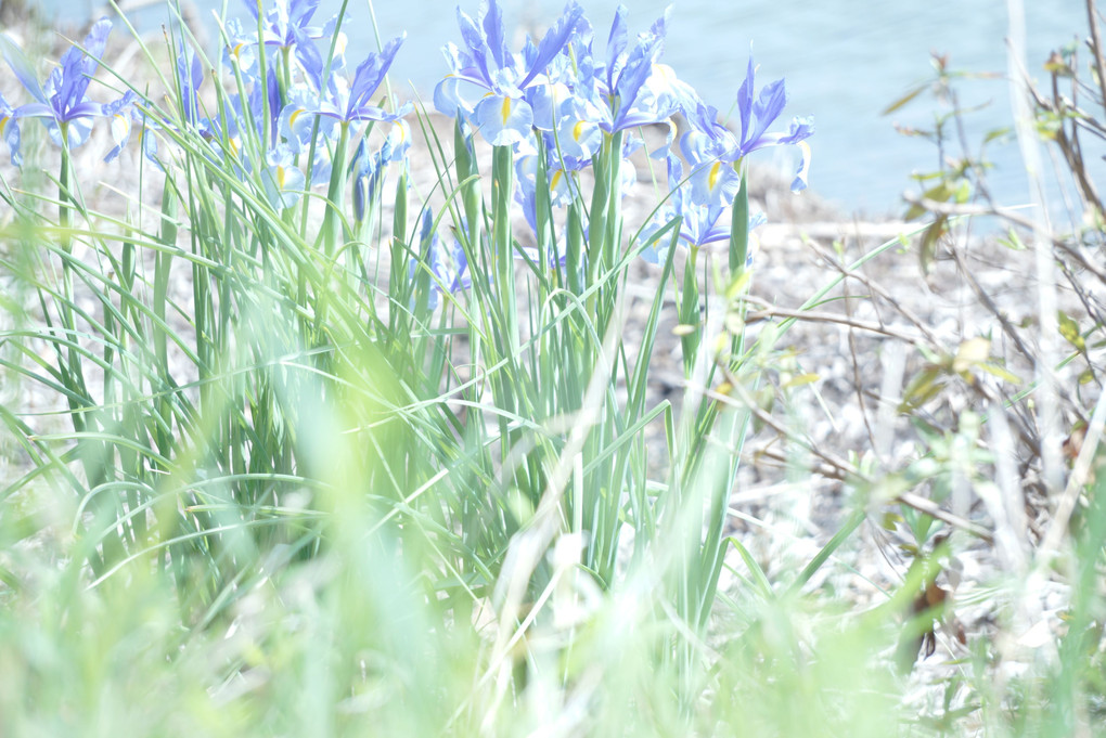 水際の青い花