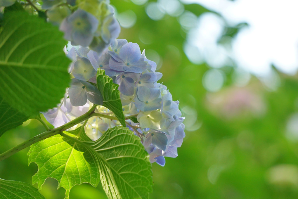 紫陽花Ⅱ