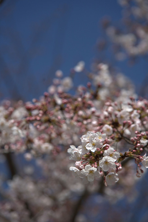 明石城公園の桜（３）　