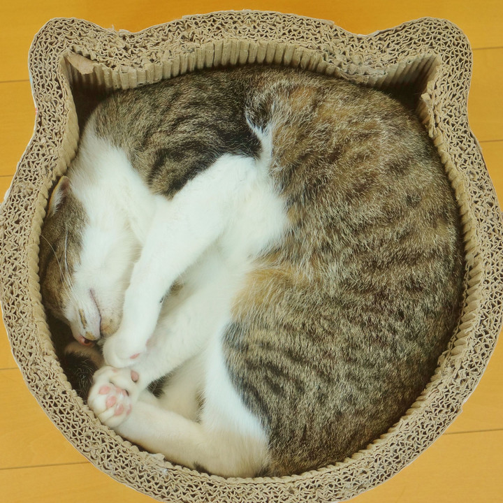 ヤバい💦猫かわいい…2
