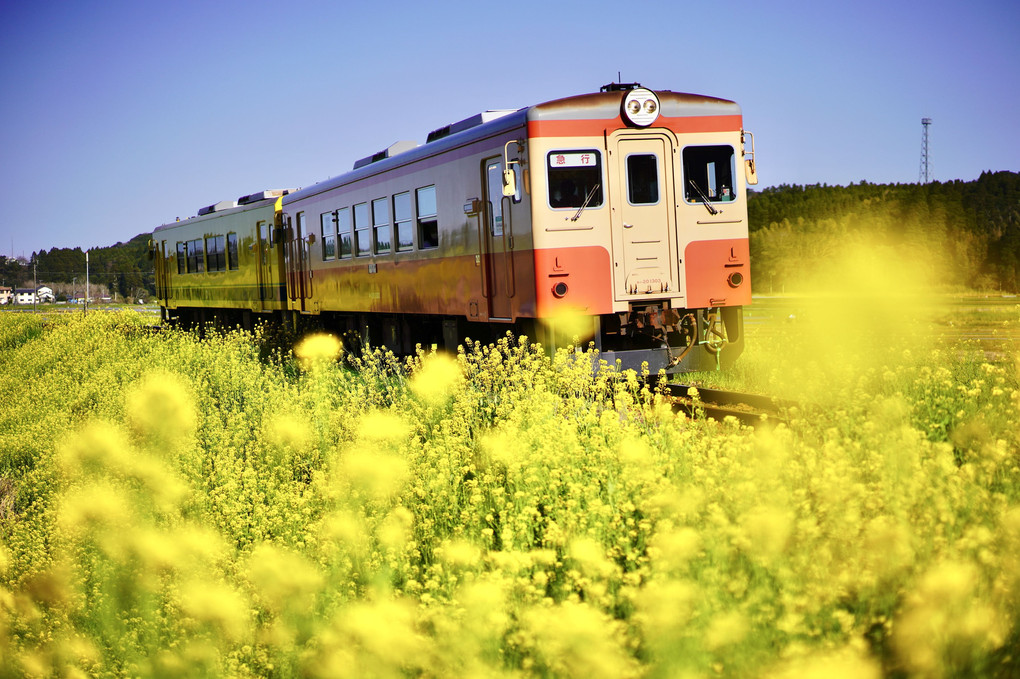 菜の花をまとって走る・・🚞