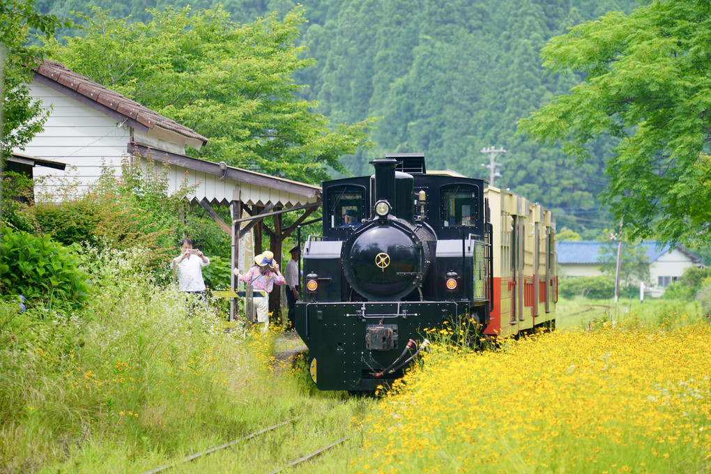 キンケイギク咲く駅で・・