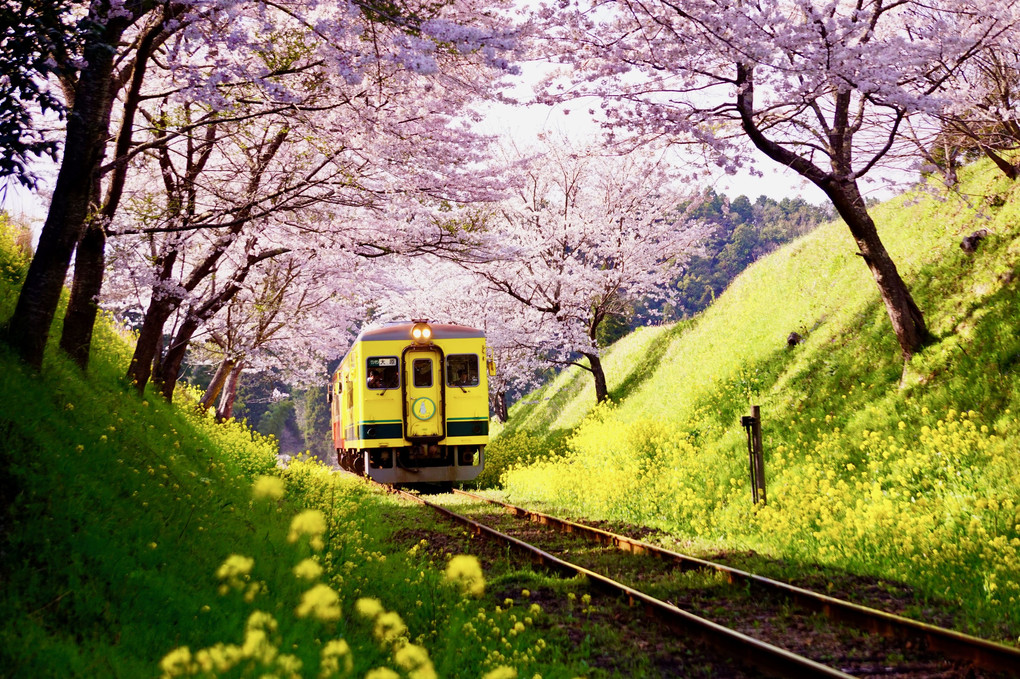 春うらら♪ムーミン列車が走る
