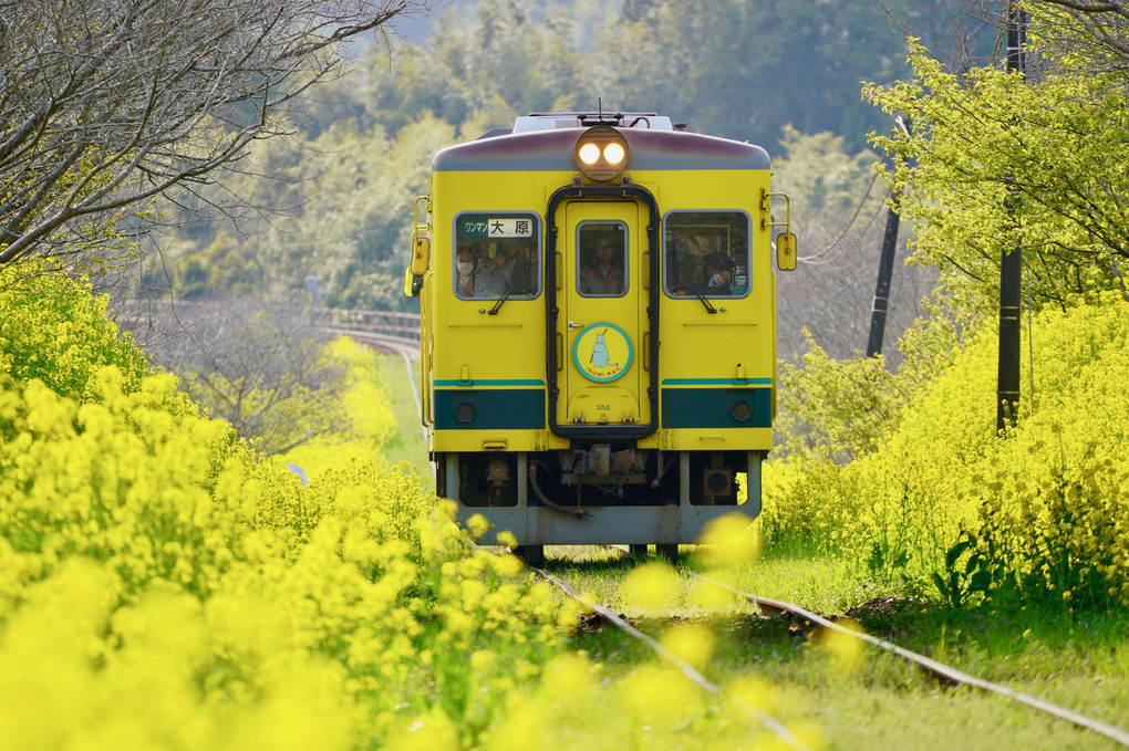 菜の花満開の沿線を走るムーミン列車🚞
