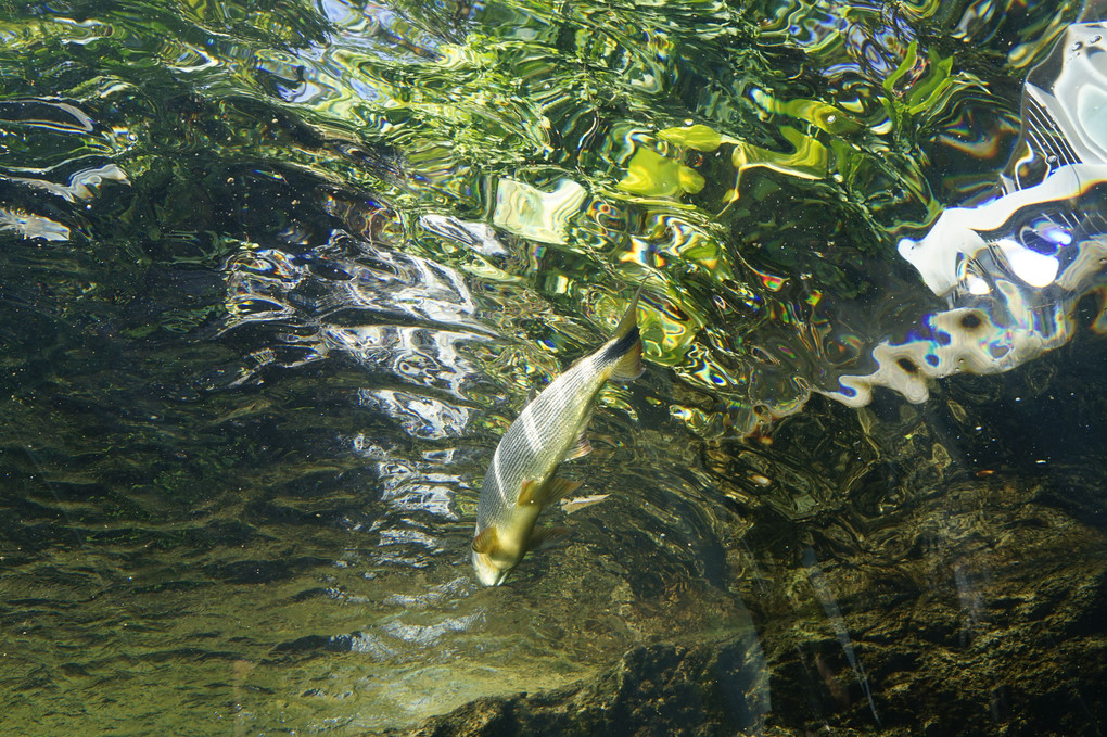 なかがわ水遊園