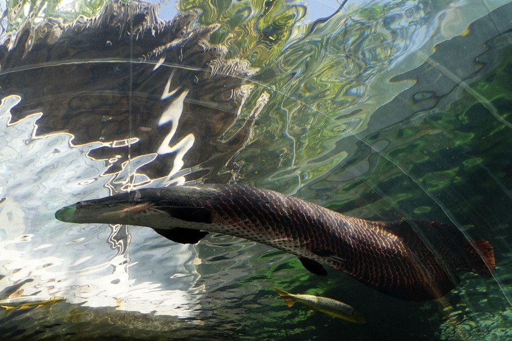 なかがわ水遊園