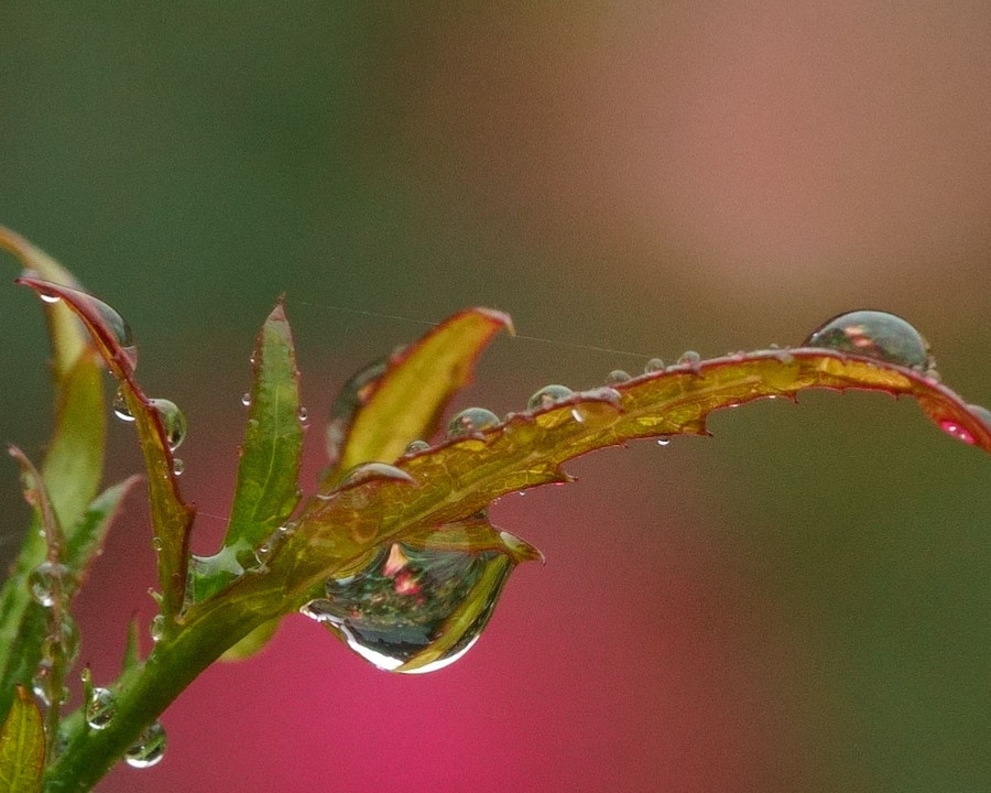 雨の薔薇園