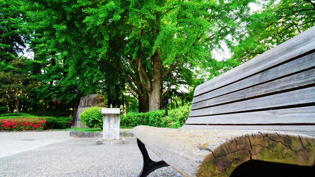 公園で練習撮影