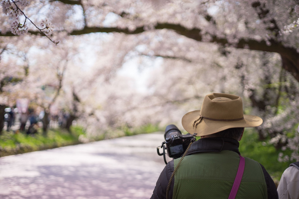 弘前公園　桜の思い出