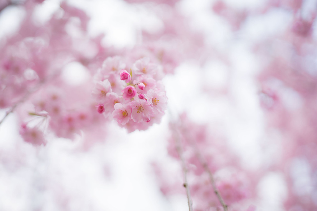 弘前公園　桜の思い出