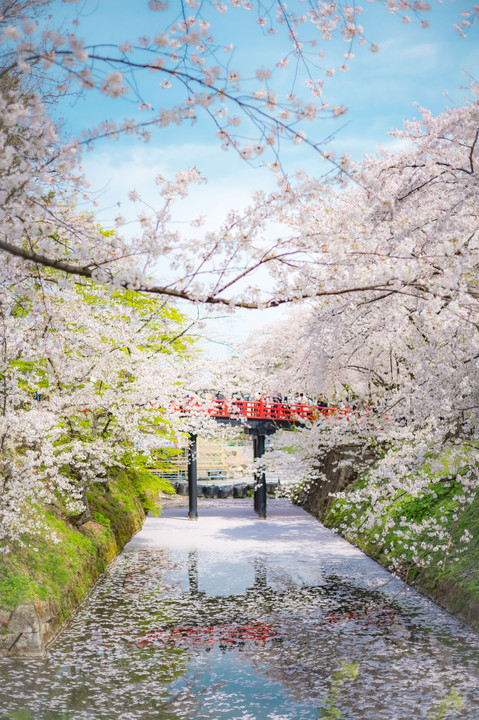 弘前公園　桜の思い出