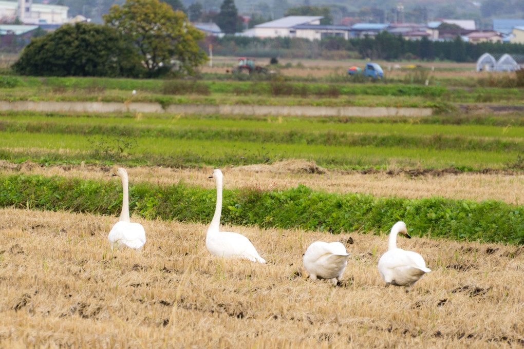 白鳥のおしり萌え～♡