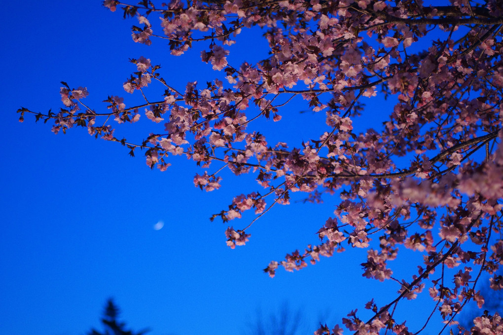夜桜と三日月
