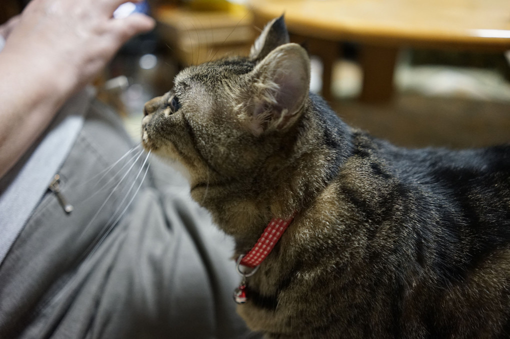 愛猫の横顔