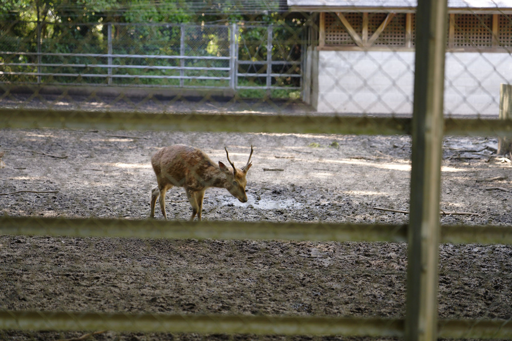 とことこ････