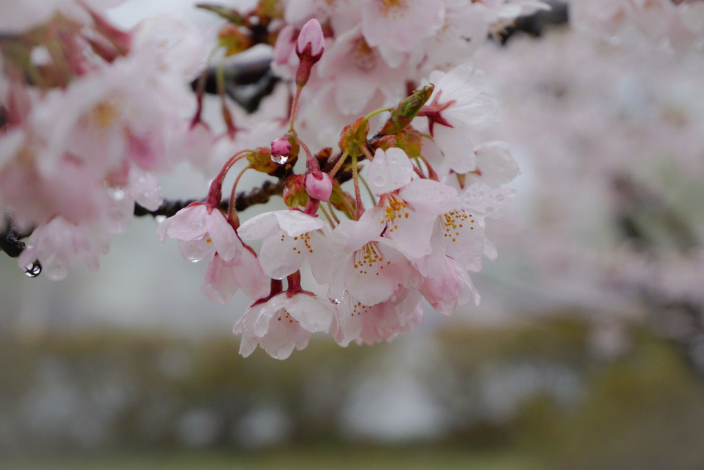 桜と雨