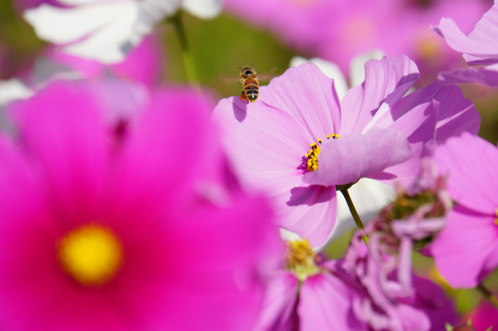 蜜蜂と秋桜