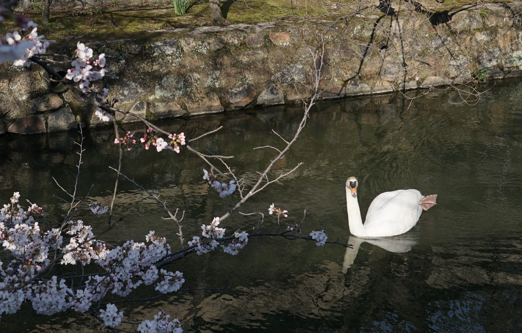 春の桜と白鳥