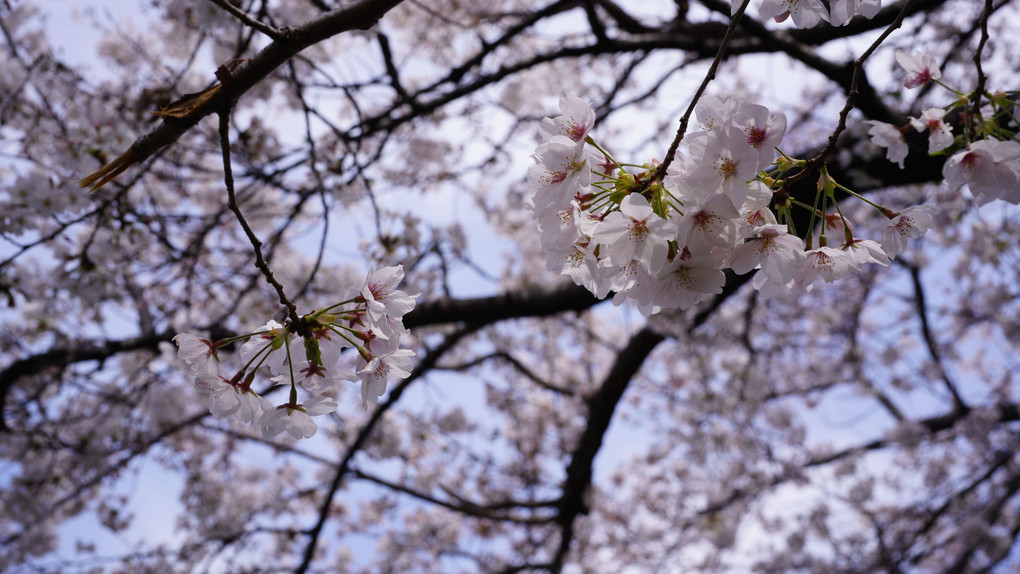散歩中の桜