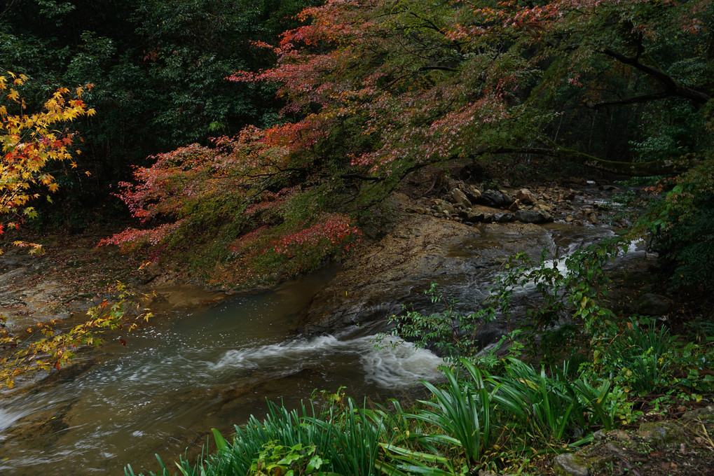 秋の川