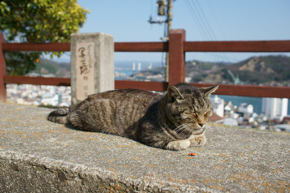 日向ぼっこ