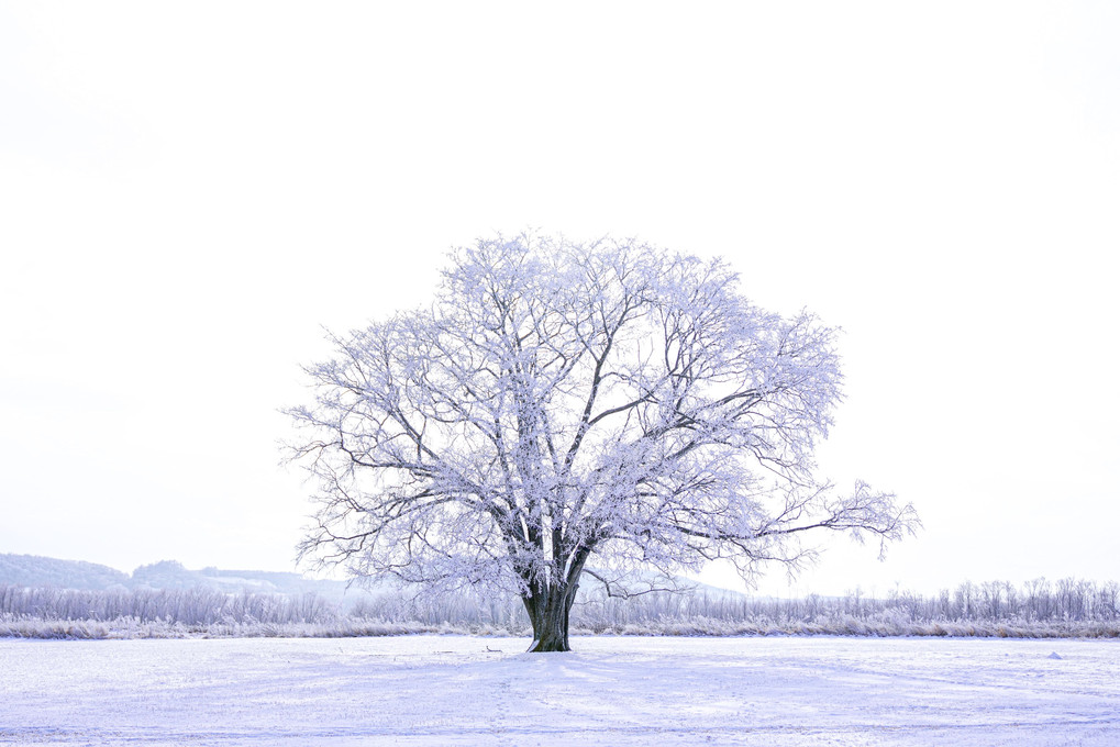 真冬の花　　霧氷　ハルニレの木