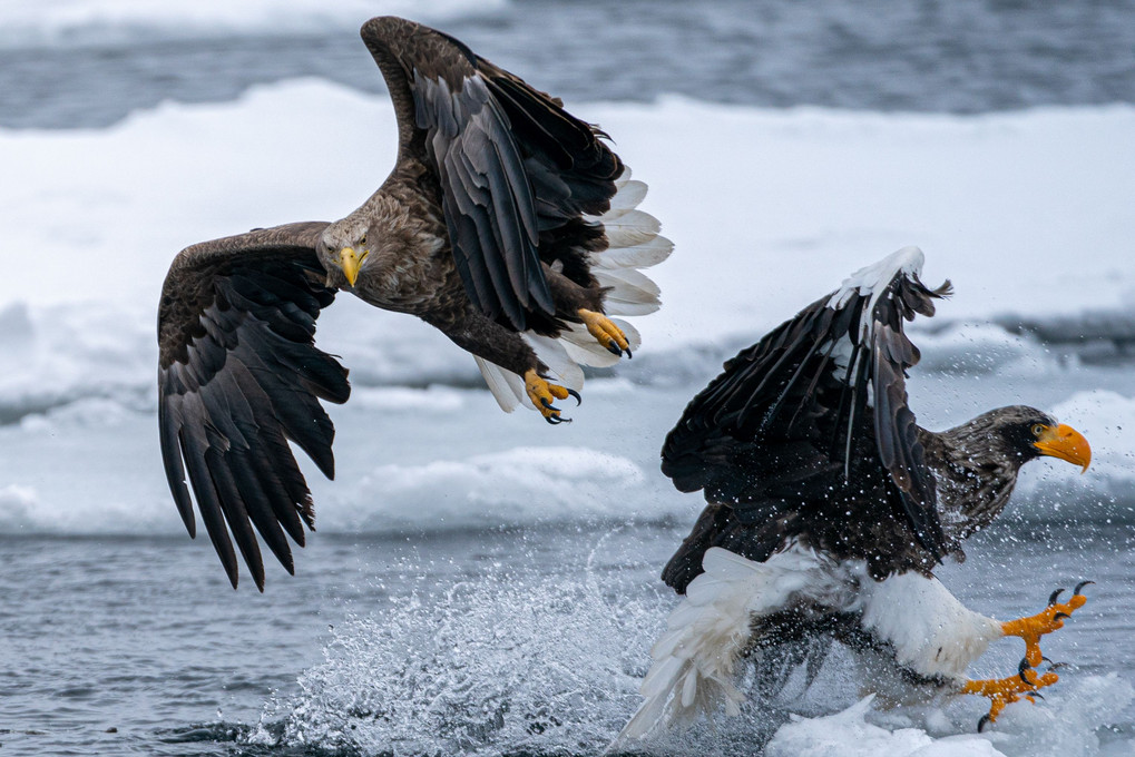 Eagles on drift ice  - 争奪戦 -