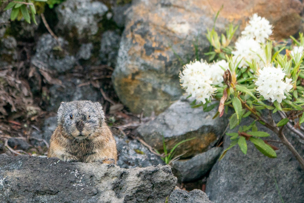 WILDLIFE⑦ 　エゾナキウサギ   イソツツジの中からこんにちわ