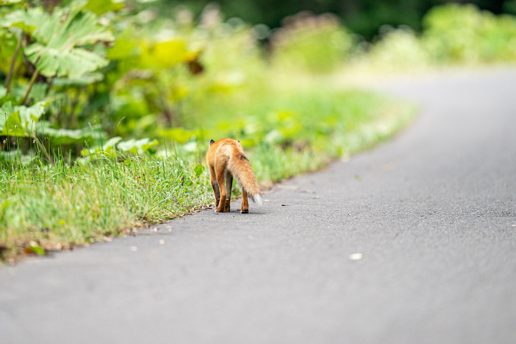 WILDLIFE 14  知床夏キタキツネ　