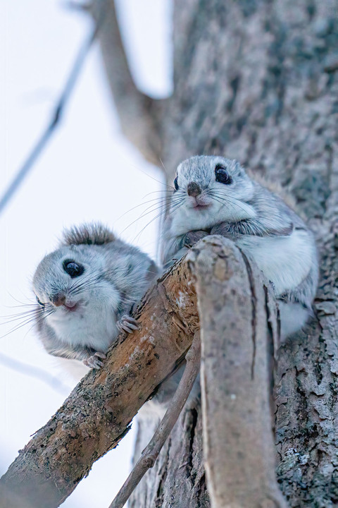 北海道かわいい動物③　エゾモモンガ