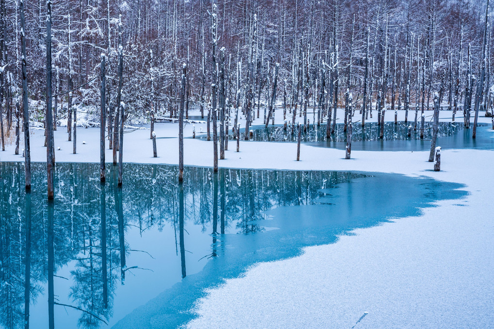青い池　もう少しで全面凍結します。