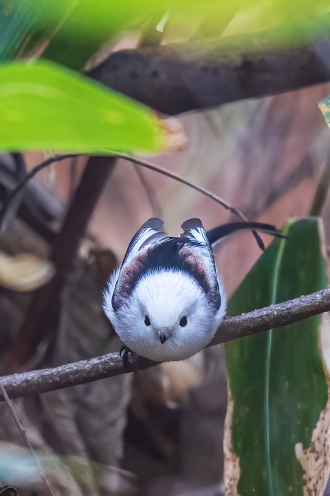 北海道のかわいい動物たち シマエナガ＆エゾリス　冬がくるゾー