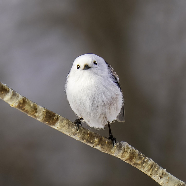 北海道のかわいい動物たち 　雪ん子バードBEST5