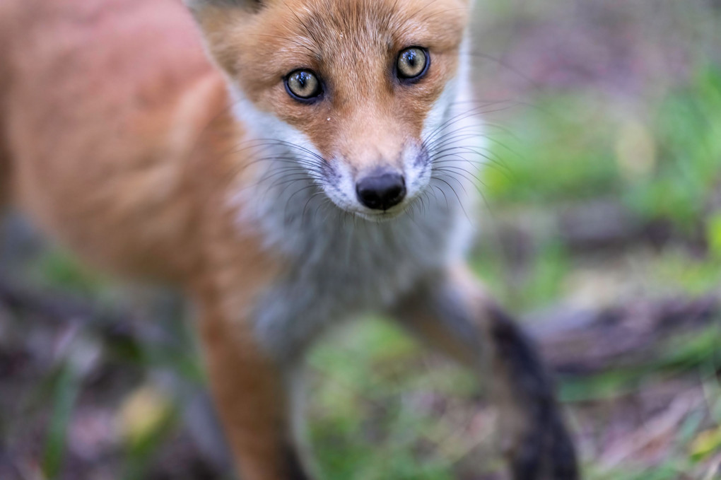 北海道のかわいい動物たち  キタキツネ 　大きくなりました②